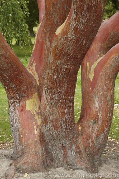 The characterful trunk of a mature. Canary Island Strawberry Tree (<i>Arbutus canariensis</i>), an evergreen shrub or small tree native to the Canaries. Its pale pink flowers appear in autumn and spring and are followed by warty, globular, bright orange fruit. Order: Ericales, Family: Ericaceae