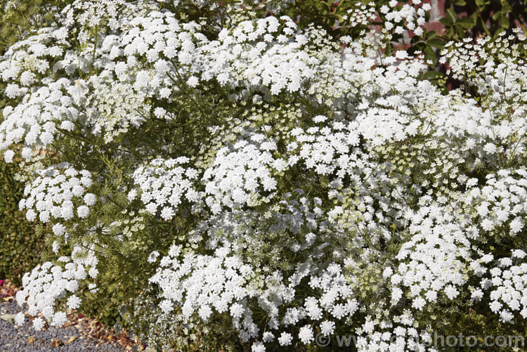 Bishop's Weed or Hogweed (<i>Ammi majus</i>), a 60cm high, summer-flowering annual or short-lived perennial native to the Mediterranean and Eurasian region. Often naturalising freely, it is most at home in wild gardens. Order: Apiales, Family: Apiaceae