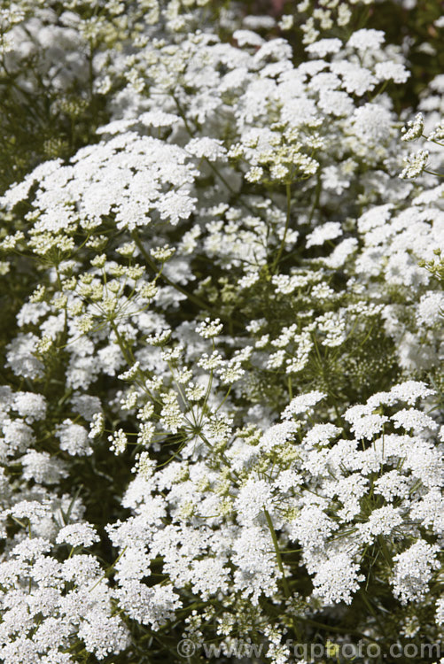 Bishop's Weed or Hogweed (<i>Ammi majus</i>), a 60cm high, summer-flowering annual or short-lived perennial native to the Mediterranean and Eurasian region. Often naturalising freely, it is most at home in wild gardens. Order: Apiales, Family: Apiaceae