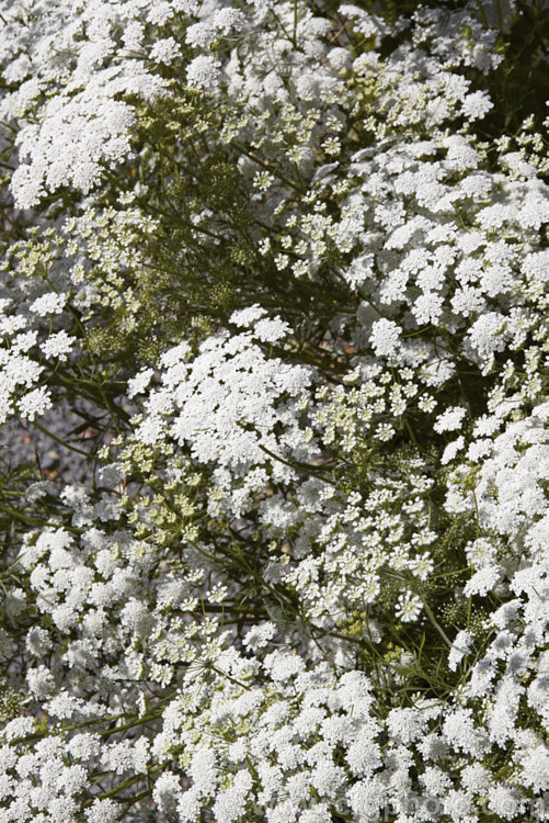 Bishop's Weed or Hogweed (<i>Ammi majus</i>), a 60cm high, summer-flowering annual or short-lived perennial native to the Mediterranean and Eurasian region. Often naturalising freely, it is most at home in wild gardens. Order: Apiales, Family: Apiaceae