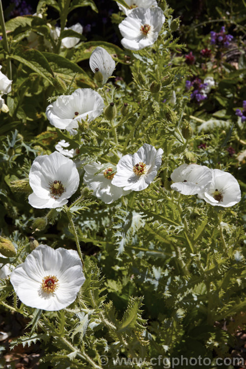 Prickly Poppy (<i>Argemone hispida</i>), a summer-flowering perennial native to the Rocky. Mountains. It grows to around 60cm tall and is distinguished from many of the other species in the genus by being faintly hairy as well as carrying a dense covering of fine prickles. Order: Ranunculales, Family: Papaveraceae