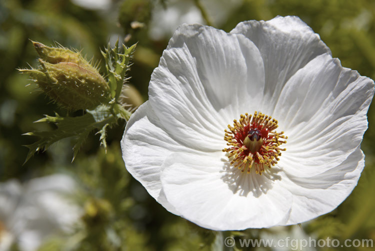 Prickly Poppy (<i>Argemone hispida</i>), a summer-flowering perennial native to the Rocky. Mountains. It grows to around 60cm tall and is distinguished from many of the other species in the genus by being faintly hairy as well as carrying a dense covering of fine prickles. Order: Ranunculales, Family: Papaveraceae