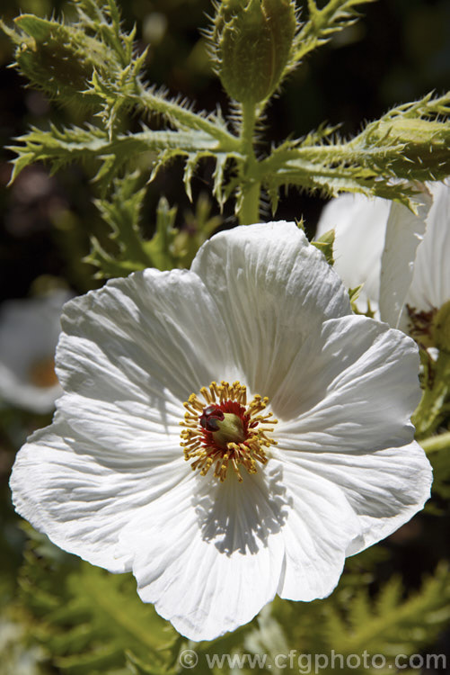 Prickly Poppy (<i>Argemone hispida</i>), a summer-flowering perennial native to the Rocky. Mountains. It grows to around 60cm tall and is distinguished from many of the other species in the genus by being faintly hairy as well as carrying a dense covering of fine prickles. Order: Ranunculales, Family: Papaveraceae