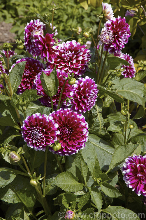 Dahlia 'Edinburgh', a Decorative (<i>Group 5) cultivar that grows to 1m tall with 10-15cm wide flowers. The degree of white at the tips varies somewhat 'Edinburgh' is an old cultivar that has always been popular. Order: Asterales, Family: Asteraceae