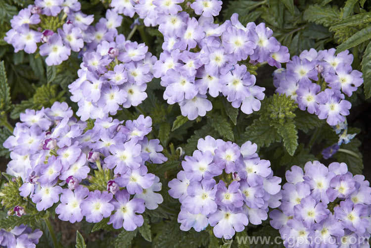 One of the flower colours of the Bedding Verbena or Florist's Verbena (<i>Verbena x hybrida</i>), the result of hybridising between several species, these perennials, treated as annuals are available in many colours. verbena-2396htm'>Verbena. .