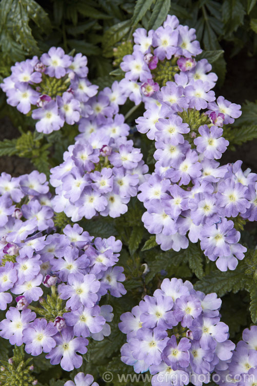 One of the flower colours of the Bedding Verbena or Florist's Verbena (<i>Verbena x hybrida</i>), the result of hybridising between several species, these perennials, treated as annuals are available in many colours. verbena-2396htm'>Verbena. .