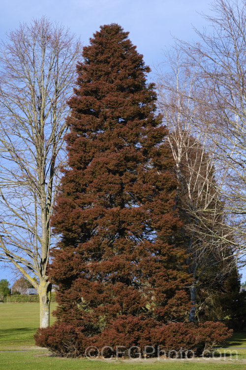 Cryptomeria japonica 'Elegans', a usually narrow, upright, fine-leafed cultivar of the Japanese Cedar. Elegans develops deep reddish bronze foliage tones in winter and is probably the most widely cultivated form of Cryptomeria japonica’. It grows to around 20m tall Cupressaceae. cryptomeria-2228htm'>Cryptomeria. Order: Pinales, Family: Cupressaceae Order: Pinales</a>