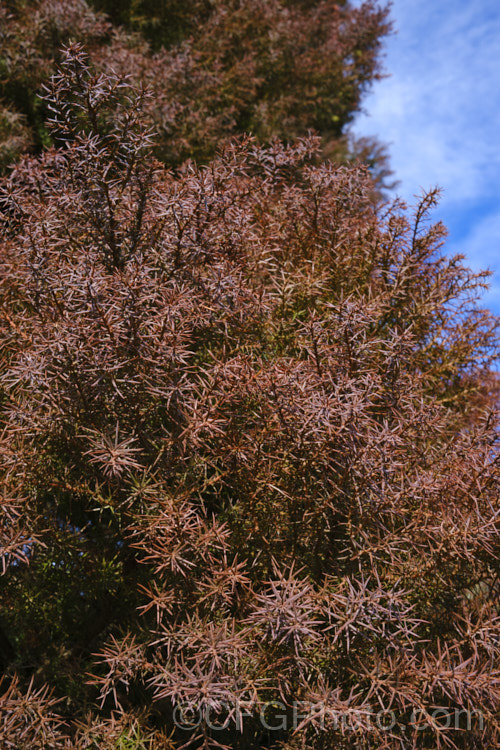 Cryptomeria japonica 'Elegans', a usually narrow, upright, fine-leafed cultivar of the Japanese Cedar. Elegans develops deep reddish bronze foliage tones in winter and is probably the most widely cultivated form of Cryptomeria japonica’. It grows to around 20m tall Cupressaceae. cryptomeria-2228htm'>Cryptomeria. Order: Pinales, Family: Cupressaceae Order: Pinales</a>