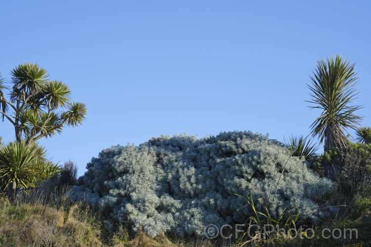 Shrub. Wormwood (<i>Artemisia arborescens</i>), a shrubby evergreen perennial native to the Mediterranean region. It can grow to 15m high x 2m wide. The flowerheads, which open in spring, are not especially showy and they plant is mainly grown for its silver-grey foliage. Either side of the wormwood are cabbage trees or ti kouka (<i>Cordyline australis</i>)