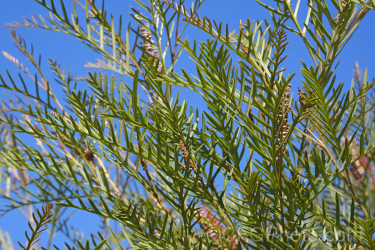 Grevillea 'Robin. Hood', also known as 'Hookeriana. Hybrid', this evergreen, spring- to early summer-flowering shrub has ferny foliage and a distinctively horizontal branching habit. It can grow to 2m tall