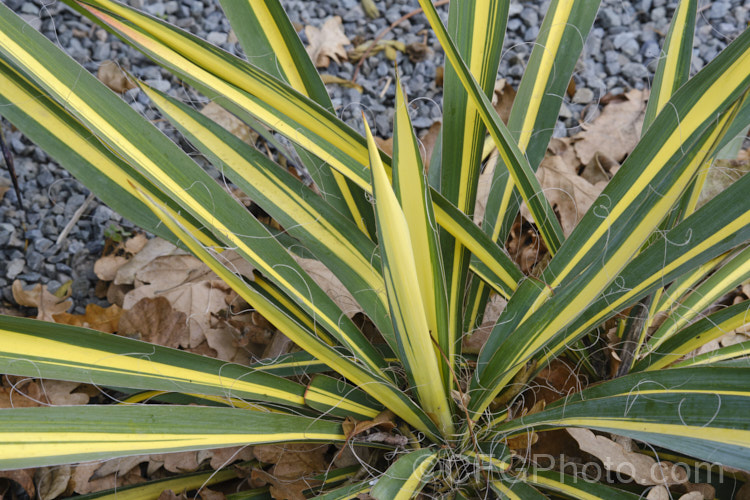 Yucca filamentosa 'Colour. Guard', a variegated foliage cultivar of Adam’s. Needle and Thread or Adam’s. Needle, a usually trunk-less clumping perennial with sword-shaped leaves that have fine filaments along their edges, though these vary in their extent. The tall heads of creamy white flowers open in early summer. Order: Asparagales</a>