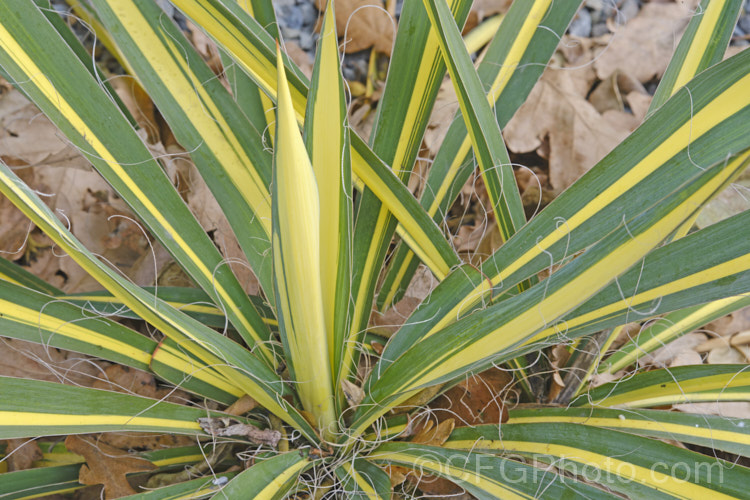 Yucca filamentosa 'Colour. Guard', a variegated foliage cultivar of Adam’s. Needle and Thread or Adam’s. Needle, a usually trunk-less clumping perennial with sword-shaped leaves that have fine filaments along their edges, though these vary in their extent. The tall heads of creamy white flowers open in early summer. Order: Asparagales</a>