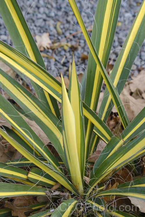 Yucca filamentosa 'Colour. Guard', a variegated foliage cultivar of Adam’s. Needle and Thread or Adam’s. Needle, a usually trunk-less clumping perennial with sword-shaped leaves that have fine filaments along their edges, though these vary in their extent. The tall heads of creamy white flowers open in early summer. Order: Asparagales</a>