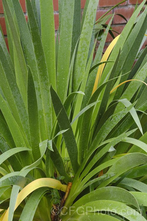 The foliage of the Poor. Knights. Lily (<i>Xeronema callistemon</i>), an evergreen perennial of the lily family with a natural distribution restricted to the Poor. Knights and HenIslands off northeast New Zealand It’s red one-sided bottlebrush flowers open from late spring. xeronema-3349htm'>Xeronema. <a href='xeronemataceae-plant-family-photoshtml'>Xeronemataceae</a>. Order: Asparagales</a>