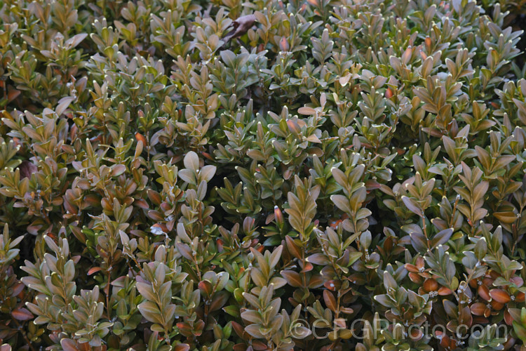 The bronze-tinted winter foliage of Common Box or English Box (<i>Buxus sempervirens</i>), an evergreen shrub native to southern Europe, western Asia and North Africa. It grows to around 2m tall but can be trimmed to almost any size or shape and is widely used for hedging. Order: Buxales</a>