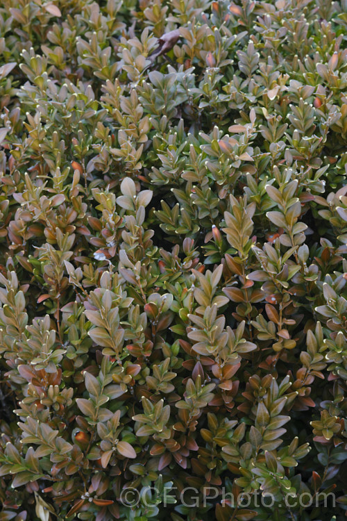 The bronze-tinted winter foliage of Common Box or English Box (<i>Buxus sempervirens</i>), an evergreen shrub native to southern Europe, western Asia and North Africa. It grows to around 2m tall but can be trimmed to almost any size or shape and is widely used for hedging. Order: Buxales</a>