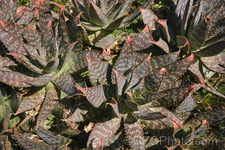 Soap. Aloe (<i>Aloe maculata [syn. Aloe saponaria]) in winter, when the foliage often develops bronze tones. This low, suckering succulent forms a clump of rosettes of broad, mottled leaves up to 30cm long, edged with sharp green to brown teeth. Its branched inflorescence is up to 1m tall Found in South Africa and Zimbabwe. Order: Asparagales, Family: Asphodelaceae Order: Asparagales</a>