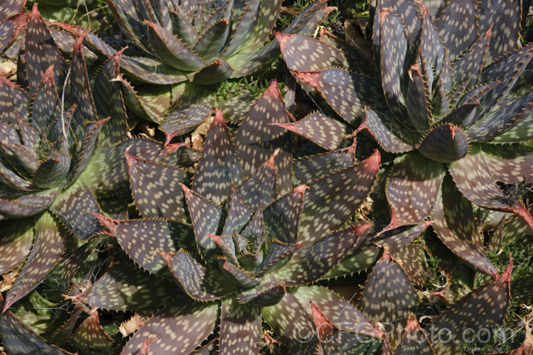 Soap. Aloe (<i>Aloe maculata [syn. Aloe saponaria]) in winter, when the foliage often develops bronze tones. This low, suckering succulent forms a clump of rosettes of broad, mottled leaves up to 30cm long, edged with sharp green to brown teeth. Its branched inflorescence is up to 1m tall Found in South Africa and Zimbabwe. Order: Asparagales, Family: Asphodelaceae Order: Asparagales</a>