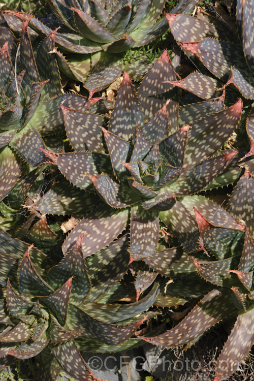 Soap. Aloe (<i>Aloe maculata [syn. Aloe saponaria]) in winter, when the foliage often develops bronze tones. This low, suckering succulent forms a clump of rosettes of broad, mottled leaves up to 30cm long, edged with sharp green to brown teeth. Its branched inflorescence is up to 1m tall Found in South Africa and Zimbabwe. Order: Asparagales, Family: Asphodelaceae Order: Asparagales</a>