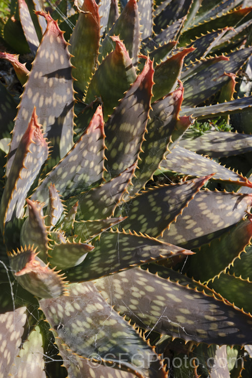 Soap. Aloe (<i>Aloe maculata [syn. Aloe saponaria]) in winter, when the foliage often develops bronze tones. This low, suckering succulent forms a clump of rosettes of broad, mottled leaves up to 30cm long, edged with sharp green to brown teeth. Its branched inflorescence is up to 1m tall Found in South Africa and Zimbabwe. Order: Asparagales, Family: Asphodelaceae Order: Asparagales</a>