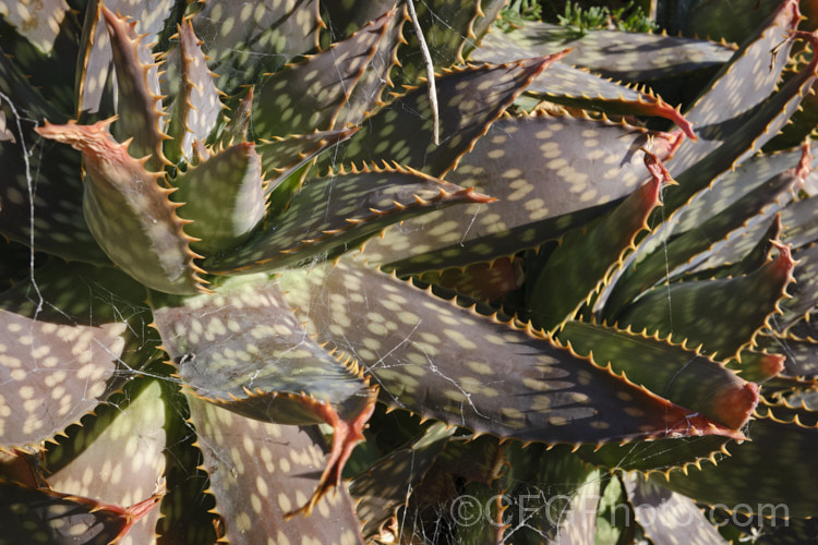 Soap. Aloe (<i>Aloe maculata [syn. Aloe saponaria]) in winter, when the foliage often develops bronze tones. This low, suckering succulent forms a clump of rosettes of broad, mottled leaves up to 30cm long, edged with sharp green to brown teeth. Its branched inflorescence is up to 1m tall Found in South Africa and Zimbabwe. Order: Asparagales, Family: Asphodelaceae Order: Asparagales</a>