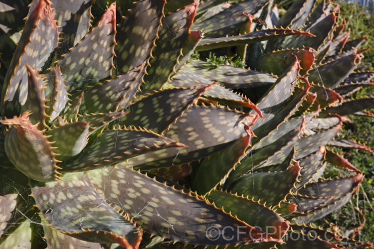 Soap. Aloe (<i>Aloe maculata [syn. Aloe saponaria]) in winter, when the foliage often develops bronze tones. This low, suckering succulent forms a clump of rosettes of broad, mottled leaves up to 30cm long, edged with sharp green to brown teeth. Its branched inflorescence is up to 1m tall Found in South Africa and Zimbabwe. Order: Asparagales, Family: Asphodelaceae Order: Asparagales</a>