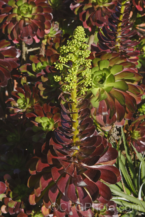 <i>Aeonium arboreum</i> 'Atropurpureum', a red-purple- to maroon-foliaged form (not as dark as 'Schwarzkopf) of a bushy succulent native to Gran Canaria Island The flowers open in early spring. Mature clumps cover a large area and can have flower stems over 15m tall. Order: Saxifragales, Family: Crassulaceae