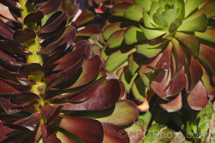 <i>Aeonium arboreum</i> 'Atropurpureum', a red-purple- to maroon-foliaged form (not as dark as 'Schwarzkopf) of a bushy succulent native to Gran Canaria Island The flowers open in early spring. Mature clumps cover a large area and can have flower stems over 15m tall. Order: Saxifragales, Family: Crassulaceae