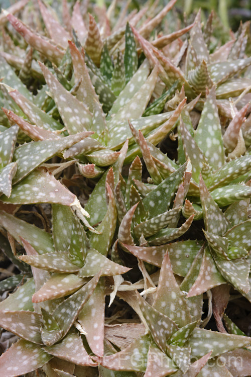 Aloe jucunda, a small, clump-forming succulent native to Somalia. Its white-tipped pink flowers are up to 2cm long and are borne on an unbranched inflorescence around 30cm tall Order: Asparagales, Family: Asphodelaceae Order: Asparagales</a>