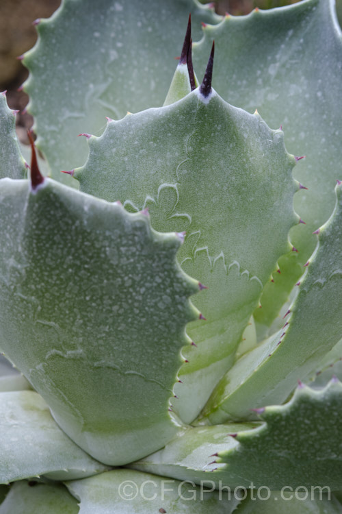 A young Butterfly Agave (<i>Agave potatorum</i>), a blue-grey. Mexican succulent that develops into a foliage rosette with spine-tipped and edged leaves up to 40cm long. Despite its fairly small size it can produce an inflorescence up to 5m tall, with greenish yellow flowers opening from purple-red buds. The rosette dies after flowering. Order: Asparagales, Family: Asparagaceae Order: Asparagales</a>