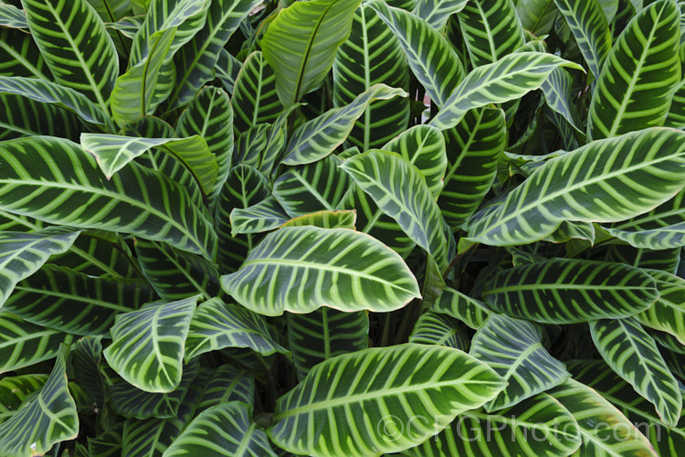 Zebra Plant (<i>Calathea zebrina</i>), a Brazilian perennial often used as a house plant. The beautifully marked leaves are up to 70cm long. It is closely related to the prayer plants (<i>Maranta spp</i>). Its flowers are purple, borne in cone-like heads and quite showy, though not all that common in cultivation. Order: Zingiberales</a>