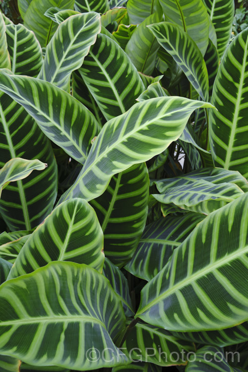 Zebra Plant (<i>Calathea zebrina</i>), a Brazilian perennial often used as a house plant. The beautifully marked leaves are up to 70cm long. It is closely related to the prayer plants (<i>Maranta spp</i>). Its flowers are purple, borne in cone-like heads and quite showy, though not all that common in cultivation. Order: Zingiberales</a>