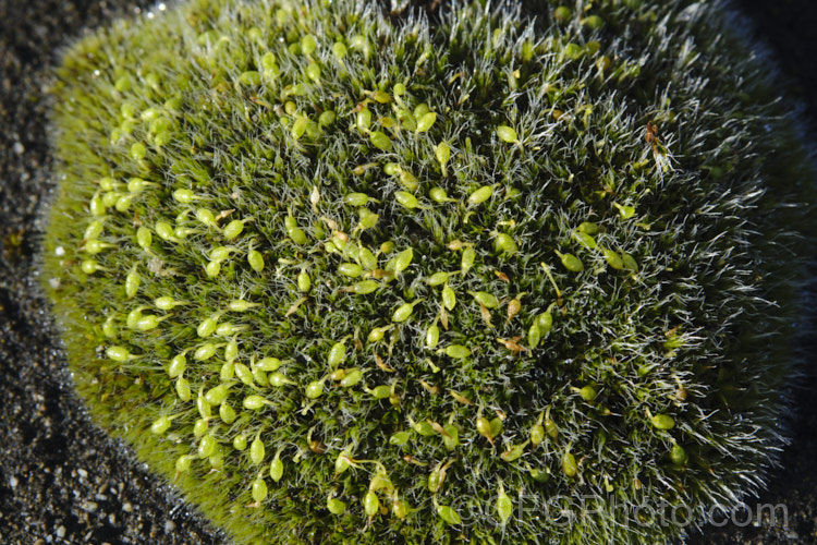 A small. Pterygoneurum moss growing on an old stone wall in Timaru, New Zealand. The distinctive short-stemmed fruiting bodies suggest it is either Pterygoneurum ovatum or Pterygoneurum kozlovii. pterygoneurum-3685htm'>Pterygoneurum. <a href='pottiaceae-plant-family-photoshtml'>Pottiaceae</a>. Order: Pottiales</a>