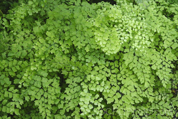 Common Maidenhair Fern (<i>Adiantum aethiopicum</i>), spreading, clump-forming fern found in South Africa, Australia and New Zealand. The fine, lacy, light green fronds are up to 80cm long. This species is one of the maidenhair ferns that is widely cultivated as an indoor plant. Order: Polypodiales, Family: Pteridaceae