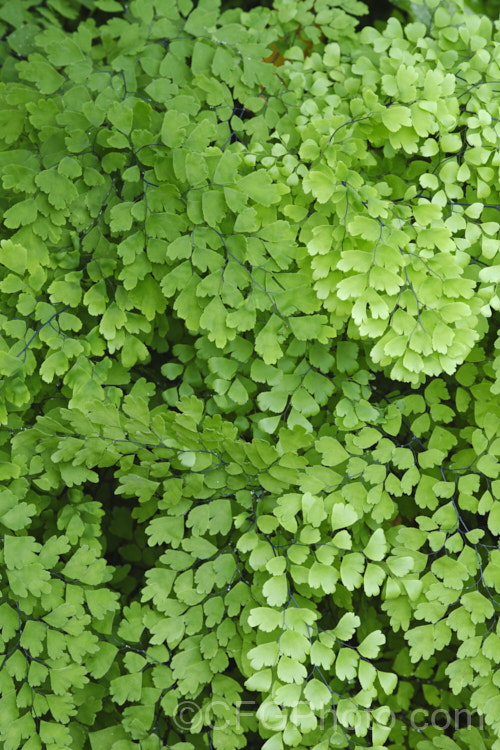 Common Maidenhair Fern (<i>Adiantum aethiopicum</i>), spreading, clump-forming fern found in South Africa, Australia and New Zealand. The fine, lacy, light green fronds are up to 80cm long. This species is one of the maidenhair ferns that is widely cultivated as an indoor plant. Order: Polypodiales, Family: Pteridaceae