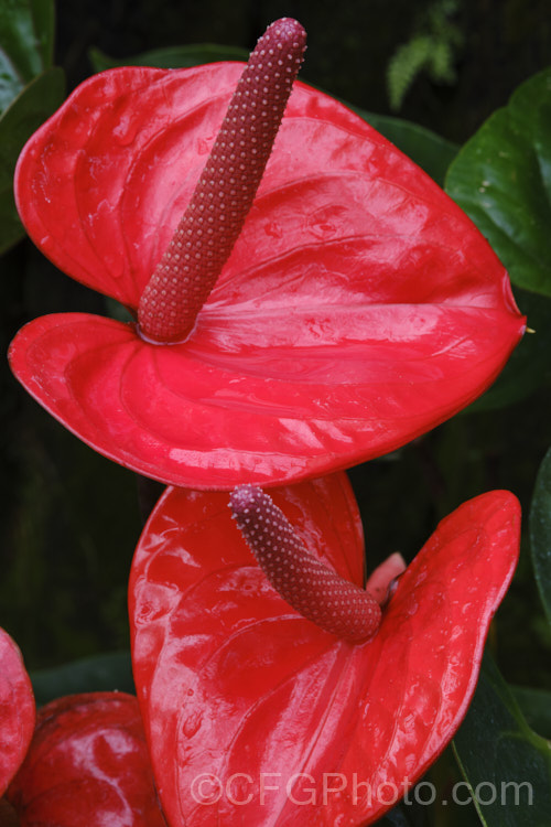 Anthurium 'Ritma', one of the many cultivated forms, usually hybrids or cultivars of the flamingo flower (<i>A andraeanum</i>), an epiphytic evergreen perennial native to Colombia and Ecuador ‘Ritma’ is notable for its red spadix. anthurium-2027htm'>Anthurium. Order: Alismatales</a>