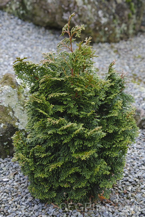 Chamaecyparis obtusa 'Rigid. Dwarf', a very dwarf form of the Hinoki. Cypress, this cultivar has an upright habit but is very slow growing, reaching around 1m tall in 10 years