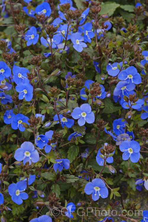 Veronica peduncularis 'Oxford. Blue', a deep blue, spring-flowering cultivar of a low, spreading perennial native to southeast Russia, Ukraine and the Caucasus