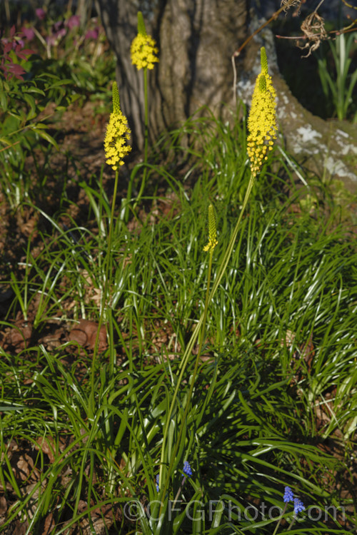 Bulbinella nutans, a rhizome-rooted perennial native to South Africa, where it occur in damp places with peaty soil. It flowers in late winter to spring and the flowers may be yellow or creamy white. It forms a clump of broad grassy leaves. bulbinella-2613htm'>Bulbinella. Order: Asparagales</a>