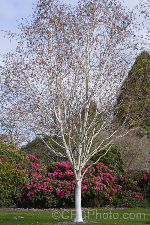 Betula utilis var. jacquemontii 'Silver Shadow', a near pure white-barked cultivar of the Kashmir and central Nepal form of the Himalayan birch. Usually grafted on Betula utilis stock. betula-2077htm'>Betula. <a href='betulaceae-plant-family-photoshtml'>Betulaceae</a>. Order: Fagales</a>