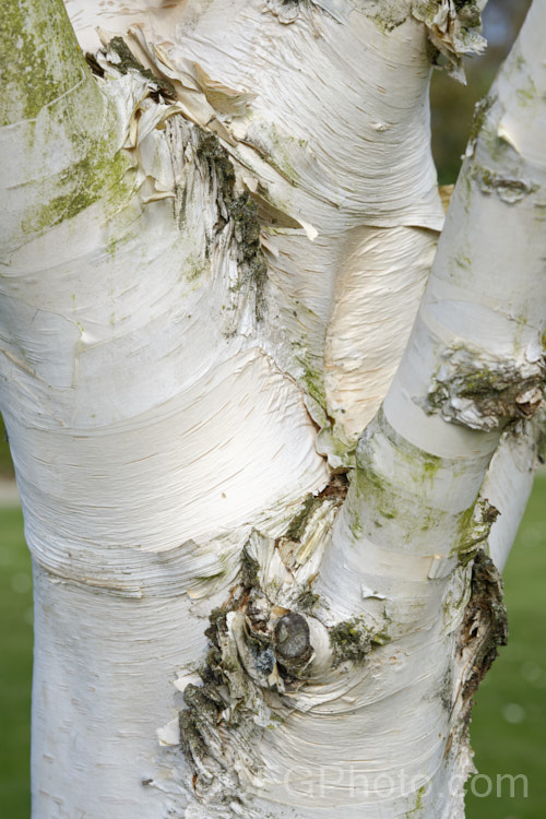 Betula utilis var. jacquemontii 'Silver Shadow', a near pure white-barked cultivar of the Kashmir and central Nepal form of the Himalayan birch. Usually grafted on Betula utilis stock. betula-2077htm'>Betula. <a href='betulaceae-plant-family-photoshtml'>Betulaceae</a>. Order: Fagales</a>