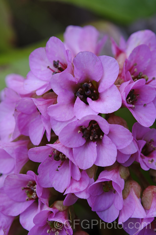 Pigsqueak (<i>Bergenia cordifolia</i>), a hardy perennial native to Siberia. The large leaves are near-evergreen in mild climates. Its flowers, on reddish stems up to 30cm high, open from late winter. The common name supposedly comes from the squeals of delight given by pigs on finding the rhizomes, though it may also be because of the noise produced by rubbing the wet foliage. bergenia-2281htm'>Bergenia. <a href='saxifragaceae-plant-family-photoshtml'>Saxifragaceae</a>. Order: Saxifragales</a>