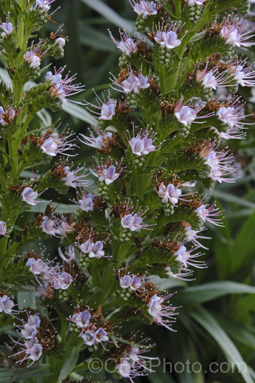 Echium virescens, an evergreen shrub endemic to the island of Tenerife in the Canaries. It has grey-green foliage, narrow spikes of pale blue to pale pink flowers from spring and can grow to over 3m high and wide. echium-2237htm'>Echium. Order: Boraginales</a>