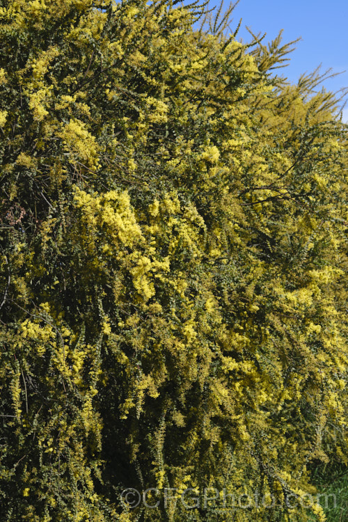 Oven's Wattle or Alpine Wattle (<i>Acacia pravissima</i>), an evergreen, late winter- to spring-flowering, large shrub or small tree from southeastern Australia. The sharply angled phyllodes are quite distinctive. The soft yellow flowers are mildly scented. Order: Fabales, Family: Fabaceae