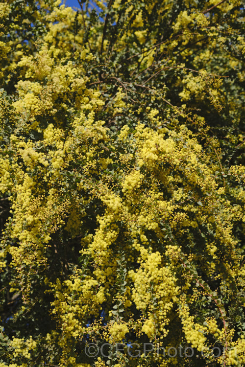 Oven's Wattle or Alpine Wattle (<i>Acacia pravissima</i>), an evergreen, late winter- to spring-flowering, large shrub or small tree from southeastern Australia. The sharply angled phyllodes are quite distinctive. The soft yellow flowers are mildly scented. Order: Fabales, Family: Fabaceae