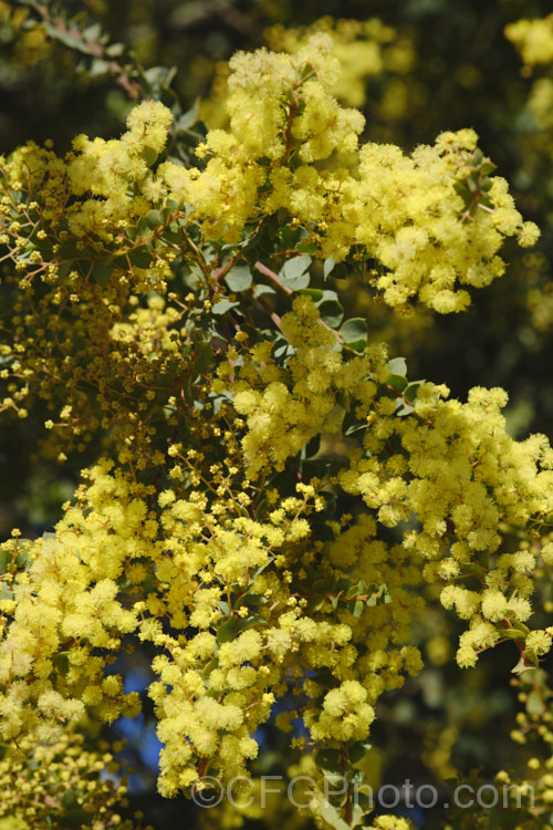 Oven's Wattle or Alpine Wattle (<i>Acacia pravissima</i>), an evergreen, late winter- to spring-flowering, large shrub or small tree from southeastern Australia. The sharply angled phyllodes are quite distinctive. The soft yellow flowers are mildly scented. Order: Fabales, Family: Fabaceae