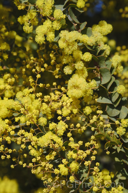 Oven's Wattle or Alpine Wattle (<i>Acacia pravissima</i>), an evergreen, late winter- to spring-flowering, large shrub or small tree from southeastern Australia. The sharply angled phyllodes are quite distinctive. The soft yellow flowers are mildly scented. Order: Fabales, Family: Fabaceae