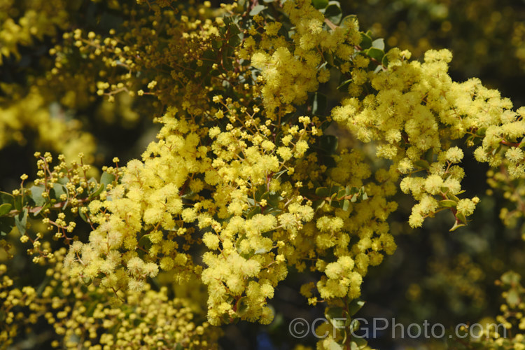 Oven's Wattle or Alpine Wattle (<i>Acacia pravissima</i>), an evergreen, late winter- to spring-flowering, large shrub or small tree from southeastern Australia. The sharply angled phyllodes are quite distinctive. The soft yellow flowers are mildly scented. Order: Fabales, Family: Fabaceae