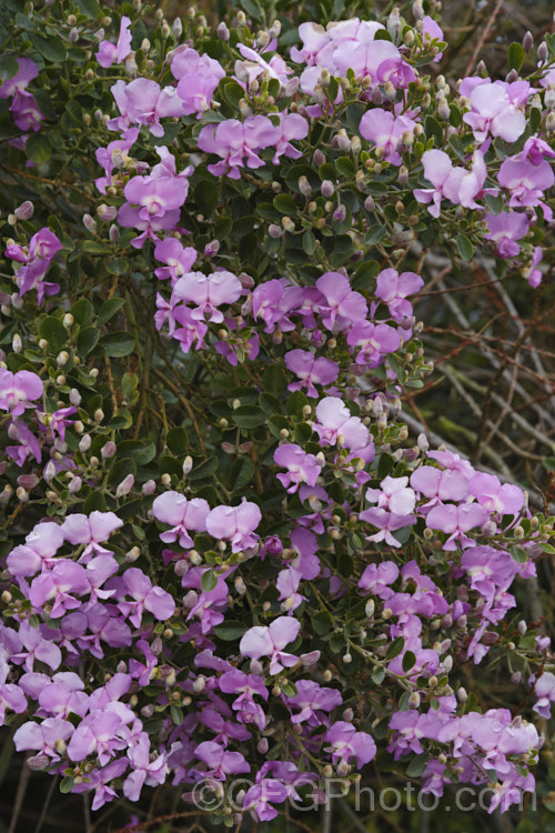 Sweet Pea Bush (<i>Podalyria calyptrata</i>), a 3–6m tall evergreen shrub or small tree native to South Africa. In addition to the spring flower display the plant has attractive foliage covered in fine silvery hairs. Order: Fabales, Family: Fabaceae