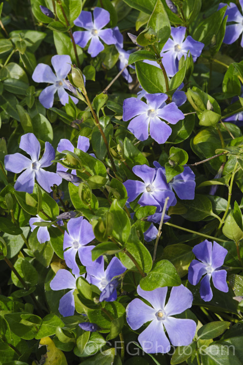 Periwinkle (<i>Vinca major</i>), a spreading, rather vine-like evergreen perennial native to western Asia. It flowers most heavily in spring and is usually regarded as a tolerable weed in semiwild gardens rather than a plant to be cultivated. It is very similar to but slightly larger in all respects than Lesser Periwinkle (<i>Vinca minor</i>). vinca-3390htm'>Vinca. Order: Gentianales, Family: Apocynaceae Order: Gentianales</a>